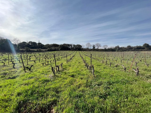 Parcelle viticole enherbée dans l'Hérault